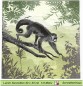 Preview: Affe im Urwald - 1 Lunch Serviette