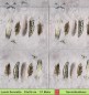 Preview: Zarte Federn mit Schmetterling auf grau - 1 Lunch Serviette
