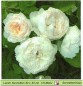 Preview: Gefüllte weiße Rosen - 1 Lunch Serviette