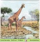 Preview: Giraffe mit ihrem Kind an der Wasserstelle - 1 Lunch Serviette