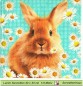 Preview: Hase zwischen Margeriten - 1 Lunch Serviette