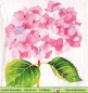 Preview: Gezeichnete Hortensie in rosa - 1 Lunch Serviette
