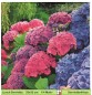Preview: Hortensien in rosa und blau - 1 Lunch Serviette