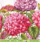 Preview: Große Hortensienblüten in lila und rosa - 1 Lunch Serviette - halbes Motiv