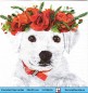 Preview: Hund weißer Retriever mit Mohnblumenkranz - 1 Cocktail Serviette