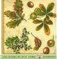 Preview: Kastanien Eicheln und Beeren - 1 Lunch Serviette