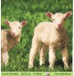 Preview: Kleines Schaf im Gras - 1 Lunch Serviette