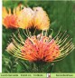 Preview: Leucospermum erubescens Nadelkissen - 1 Lunch Serviette
