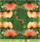Preview: Leucospermum erubescens Nadelkissen - 1 Lunch Serviette
