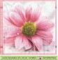 Preview: Margeriten und Pfingstrosen - 1 Lunch Serviette