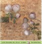 Preview: Nostalgie - Rosen auf beige mit Schrift - 1 Lunch Serviette - ganzes Motiv
