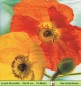 Preview: Große bunte Mohnblumen - 1 Lunch Serviette