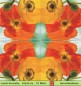 Preview: Große bunte Mohnblumen - 1 Lunch Serviette