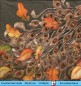 Preview: Pfauenfedern und herbstliche Blätter - 1 Cocktail Serviette