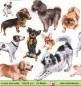 Preview: Verschiedene Hunde Pudel Pinscher  Chihuahua und mehr - 1 Lunch Serviette - halbes Motiv