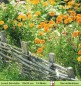 Preview: Wiese mit Zaun und vielen blühenden Tagetes - 1 Lunch Serviette