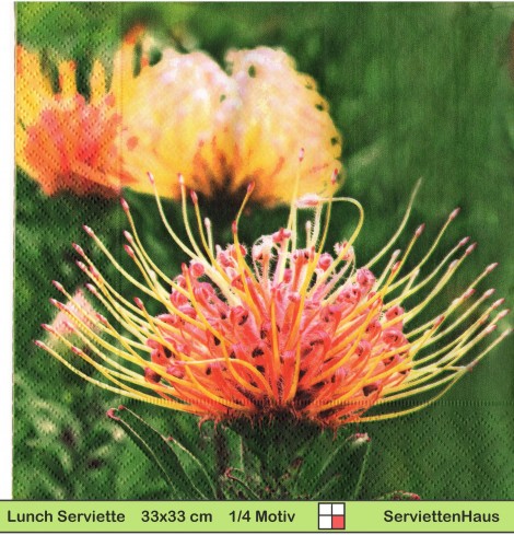 Leucospermum erubescens Nadelkissen - 1 Lunch Serviette